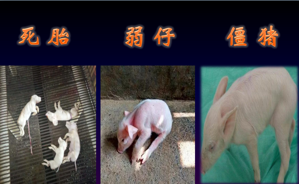 特点和牲的区别 特点和特性的区别是什么 